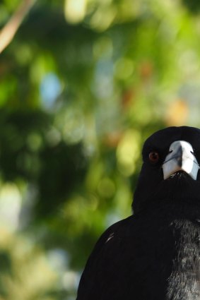 A magpie waits for a backyard feed. 