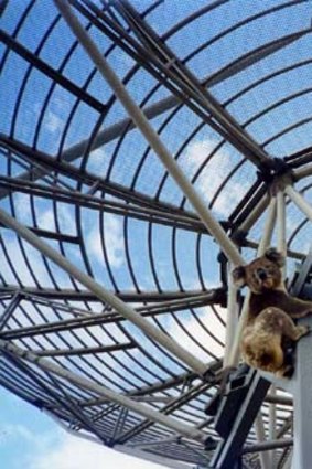 A curious koala climbs on the frame of Doug McArthur's giant satellite dish at Glenburn. 