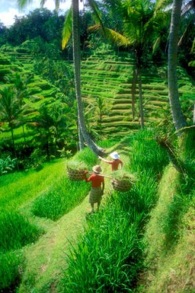 Timeless: rice terraces in Bali.