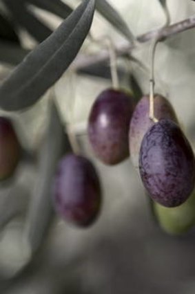 Kyneton olives.