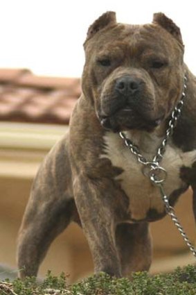 Banned ... the American Pit Bull Terrier.