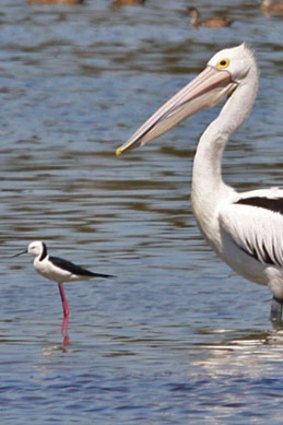 A black winged stilt is tiny in comparison.