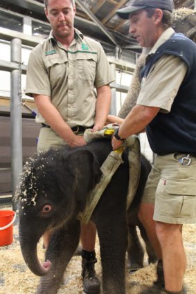 The baby elephant's first steps assisted by keepers Lucas McGhie, left, and Vinnie Collins, right.