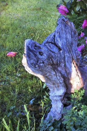 Tortoise-shaped tree stump in Melba.