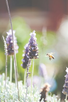 Lavender entices a helpful visitor, in an image from <i>The Bee Friendly Garden</i>, by Doug Purdie.