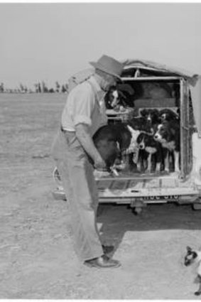 The gang's all here ... Mr and Mrs Eddie Sage of Numurkah arrived at the 1964 championships with their sheepdogs and cat.