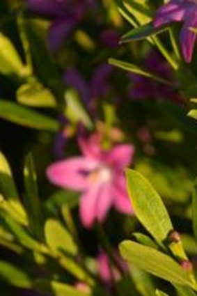The magenta blooms of <i>Crowea saligna</i>.