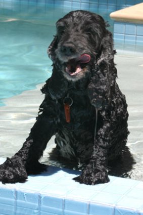 Vets are worried pet owners do not know how to keep their dogs safe by the pool.