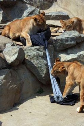 A group of lions play tug-of-war with a pair of jeans. The clothing would later be patched up and auctioned off for charity.