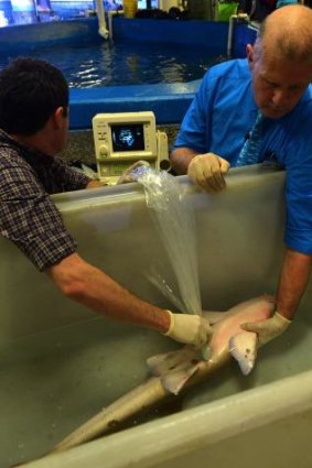 Drs Jon Daly (left) and Rob Jones perform the world's first shark artificial insemination using frozen semen samples on a brown banded bamboo shark.