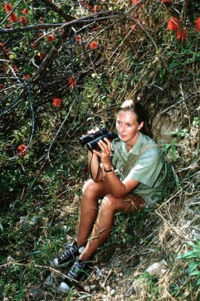 Jane Goodall observing chimpanzees in the 1960s.