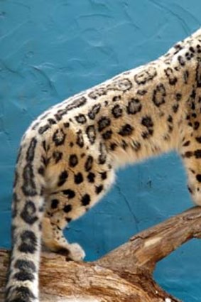 Mangal ... Mogo Zoo's resident snow leopard.