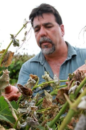 Mario Arcifa, a grape grower near Griffith.