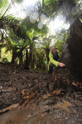 Bill Incoll assesses the damage amid the tree ferns.