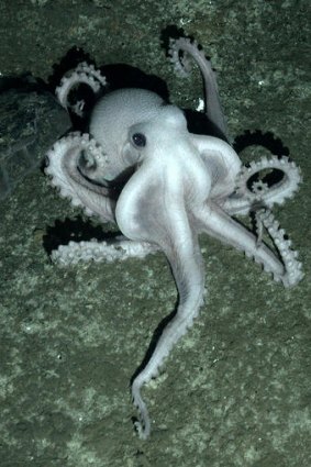 A white octopus discovered on the sea floor of the Southern Ocean.