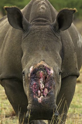 Cruel cut … a female rhino in South Africa that survived a brutal dehorning by poachers in 2010.
