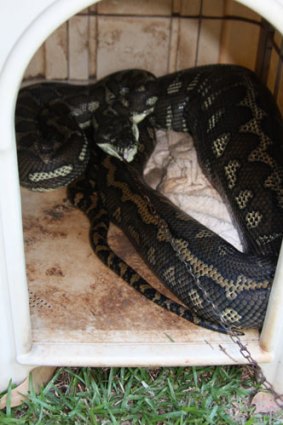 The dog owner was shocked to find a python in her dog's kennel.