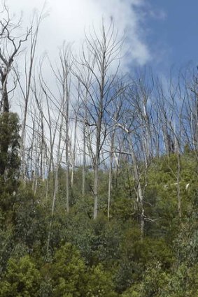 Fire-ravaged alpine ash in the Brindabellas still tower over their offspring growing below.