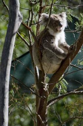 Fears for the future of koala populations in south-east Queensland.