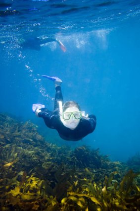Port Phillip Bay offers a vast array of underwater life to treat snorkellers.