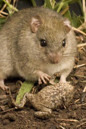 Native rats show they are cunning as it battles to avoid the cane toad.
