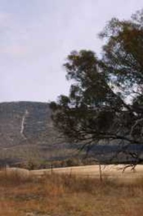 The ACT’s last remaining river red gum near the base of Tharwa’s Mt Tennent