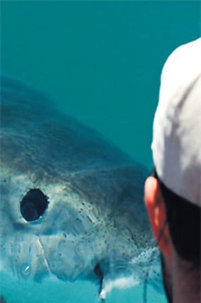 Face to face ... eyeballing a great white shark.