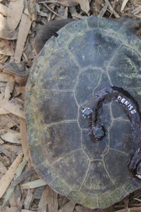 A GPS backpack on a turtle.