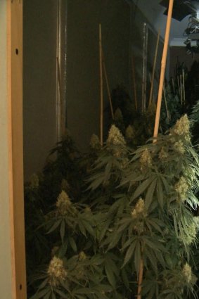More than 1,500 cannabis plants were discovered at 10 homes. 
