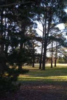 Pines trees on the corner of Southern Cross and  Kingsford Smith Drives in Latham mark the site of Cranleigh Farm