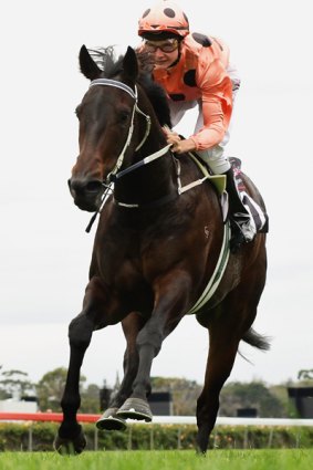 Injured ... unbeaten filly Black Caviar was due to step up to group 1 racing.