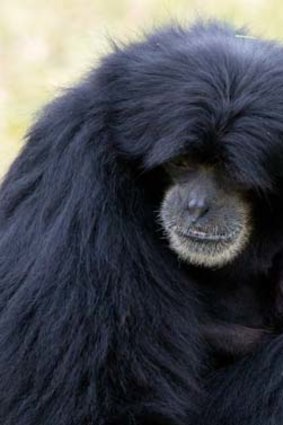 Silvery gibbons ... Fern and her baby at Mogo Zoo.