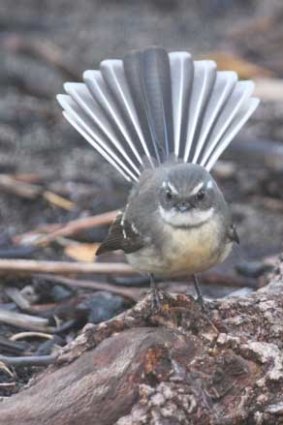 A grey fantail displays the feature that gave it its name.