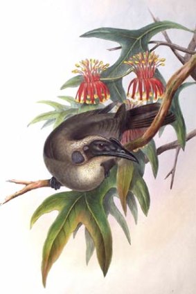 An illustration of the the helmeted honey-eater from The Birds of Australia by John Gould.