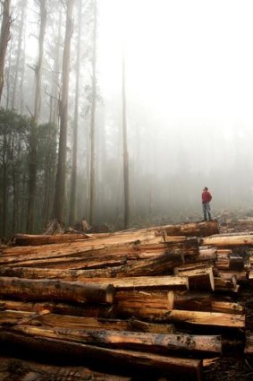 Conservationists have halted logging in Toolangi State Forest in a bid to protect Leadbeater's possum.