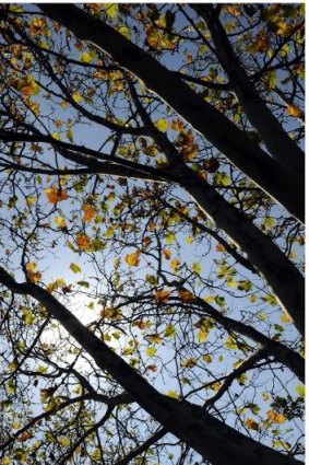 Autumn in Melbourne's Surrey Hills.