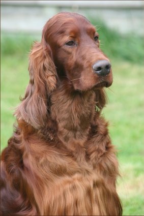 Irish Red Setter Thendara Satisfaction, known as Jagger, died from poisoning shortly after appearing at the world-famous Crufts dog show last week. 