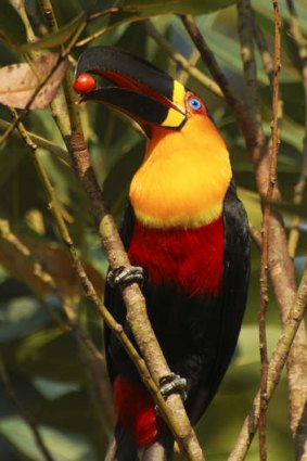 A toucan in Brazil's Jardim Botanico.