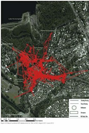 This map highlights the area koalas live.