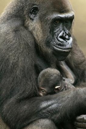 Frala, a western lowland gorilla, hugs her baby in her enclosure at Taronga Zoo.