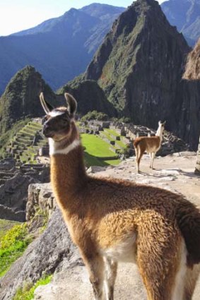 Llamas with the famed ruins behind them.
