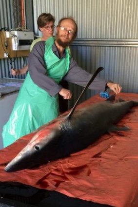 Daniel Bucher with a rare blue shark that was found at Byron Bay.