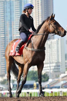 Flying the flag: Australia's two Hong Kong hopes, Alcopop (above), who will contest the Hong Kong Cup, and Sea Siren (below), a top chance in the Hong Kong Sprint, have both impressed in their work at Sha Tin racecourse.