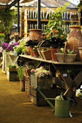 Green scene … one end of the greenhouse houses the restaurant, the other, a nursery shop.