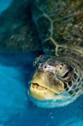 Eve, a green sea turtle being cared for at the Melbourne Aquarium.