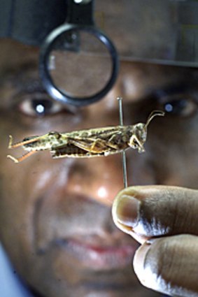An Australian plague locust is examined at Agriculture Victoria.