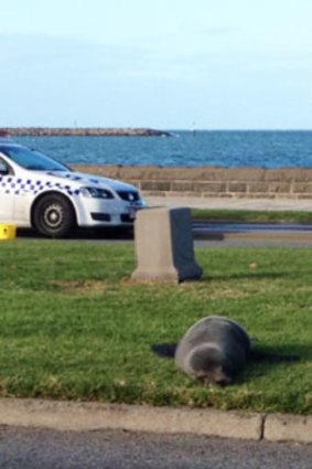 A seal sunbakes in Port Melbourne.