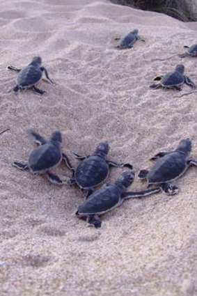 Turtle hatchlings make their way to the sea.