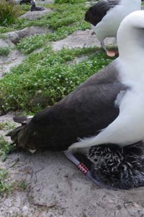 Gave birth ... the Laysan Albatross, Wisdom, pictured with her newly hatched chick, at Midway Atoll National Wildlife Refuge in March, 2011.