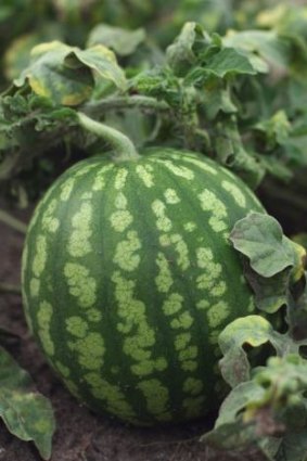 Summer's calling: Dreaming of ripe, ready-to-eat watermelons.